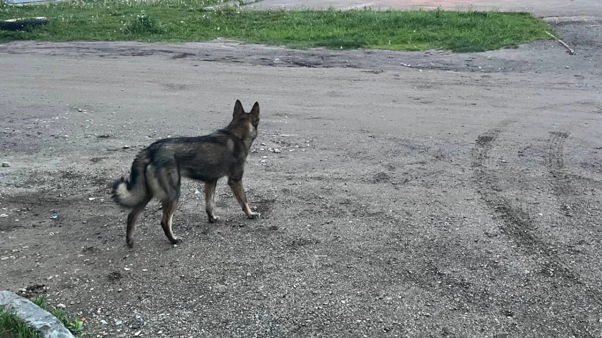 Рост расходов на отлов животных в Коми не решил проблему бесконтрольного выгула