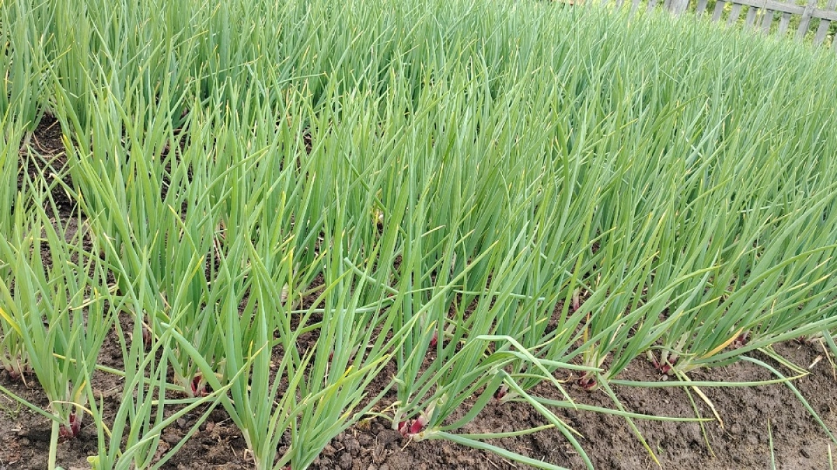 Почему желтеет лук на грядке - и чем полить, чтобы не желтел: простой способ решения частой проблемы