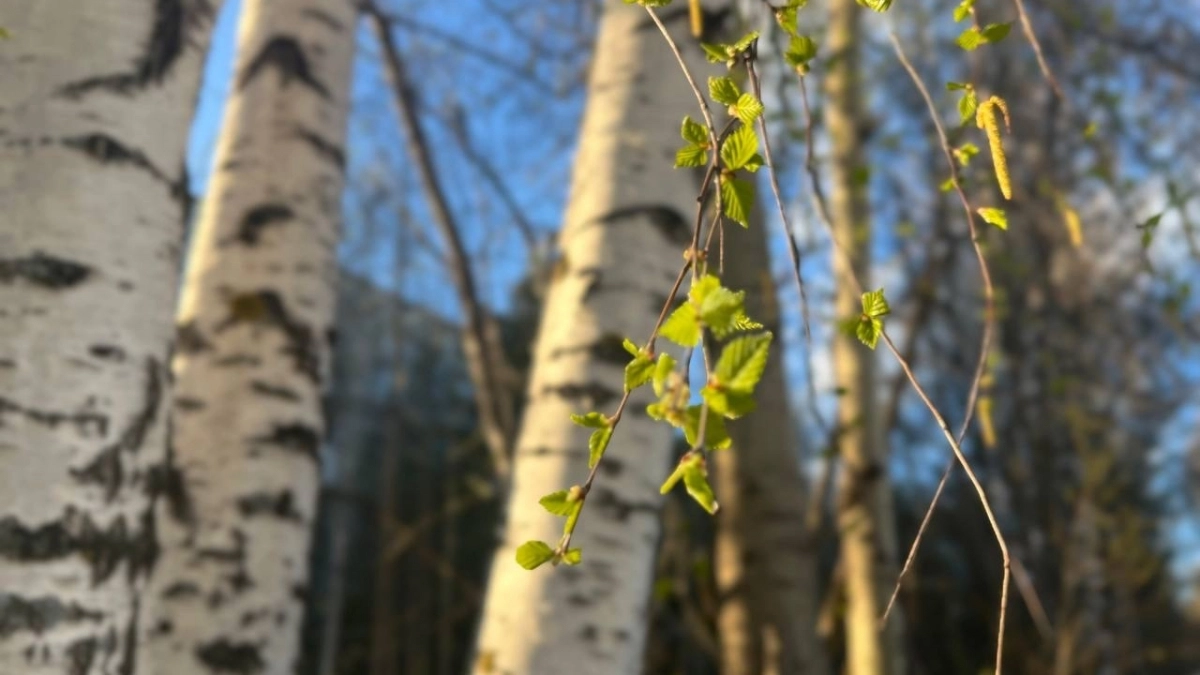 Прогноз погоды в Республике Коми на 26 марта: в южных районах потеплеет до +13 градусов