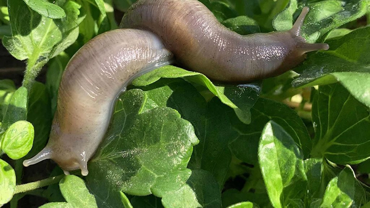 Слизней как не бывало: нашла советский трюк для быстрого избавления от вредителей - сбегут с огорода за день
