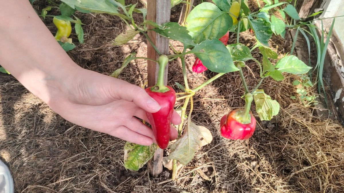 Посеешь рано - погибнет, посеешь поздно - не выживет: названы даты, когда надо сажать перцы