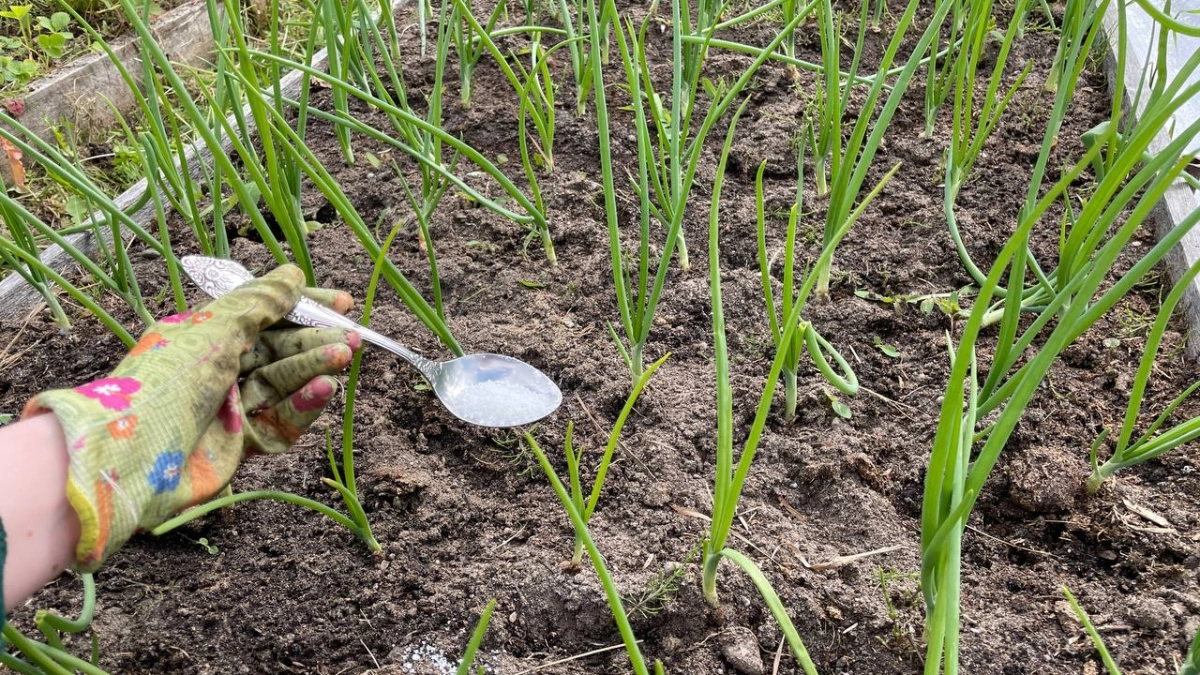 Одна такая подкормка после схода снега — и никаких желтых листьев на озимом чесноке