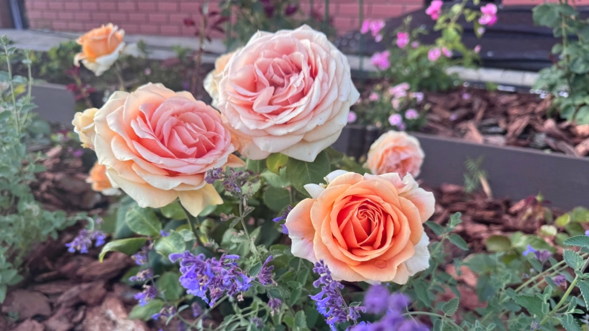 Роза-мечта для занятых: этот неубиваемый сорт цветет пышно до глубокой осени, не ломается от ветра и дождя