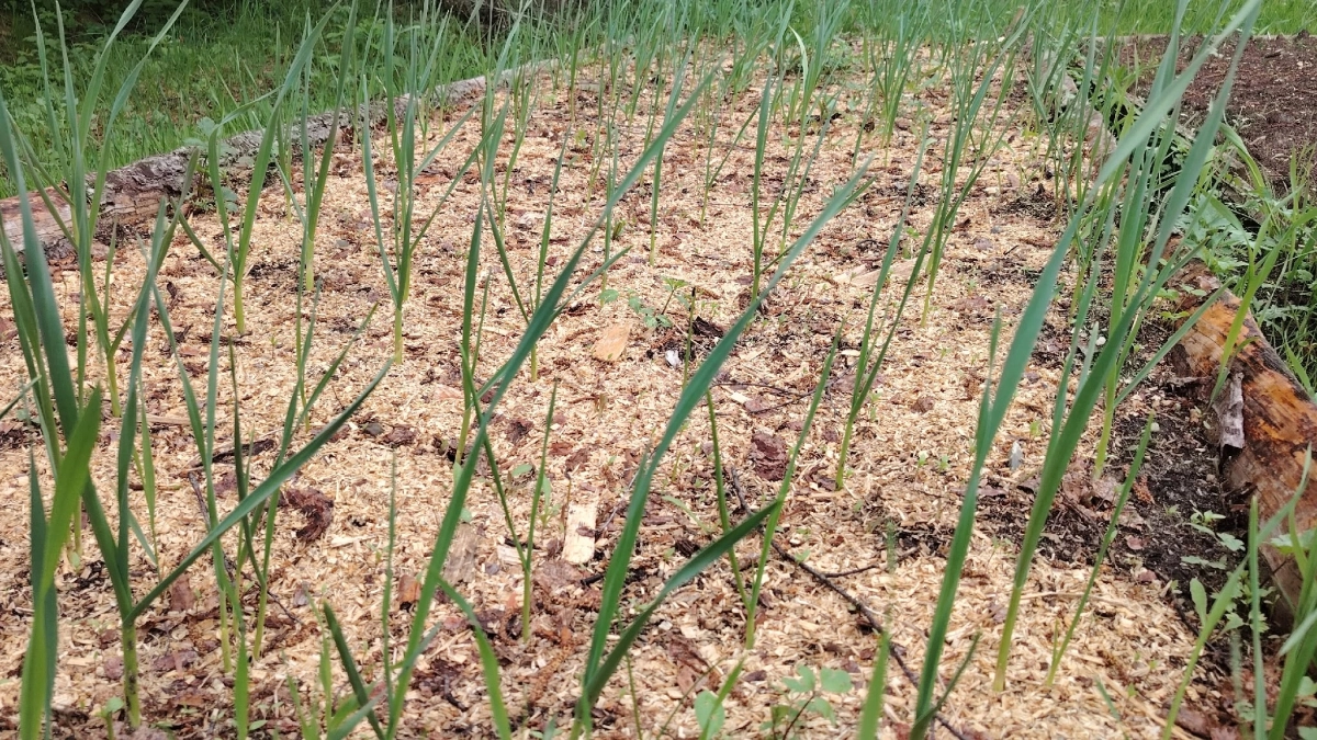 После схода снега вношу эту подкормку для чеснока – залог богатого урожая