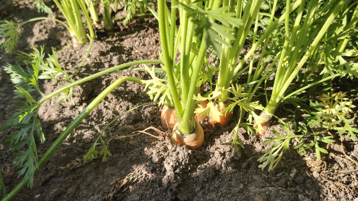 Теперь моя морковка всегда всходит рано. Дедушка сосед рассказал, что для этого нужно сделать – урожая стало в 3 раза больше