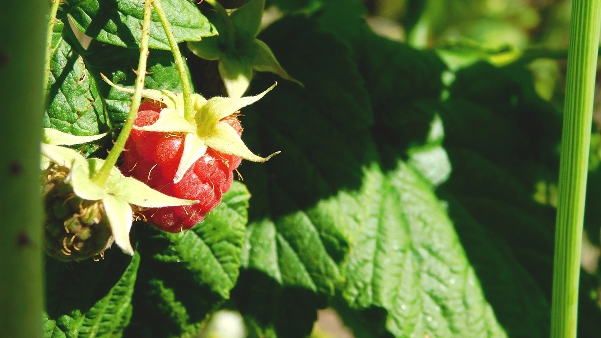 Малине — как космонавту перед полетом: 2 литра под каждый куст в марте — летом ягоды крупнее и слаще муската