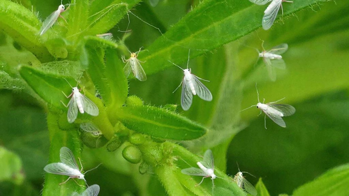 Белокрылка не выживет: такие нестандартные методы борьбы с вредителями без химии удивят вас