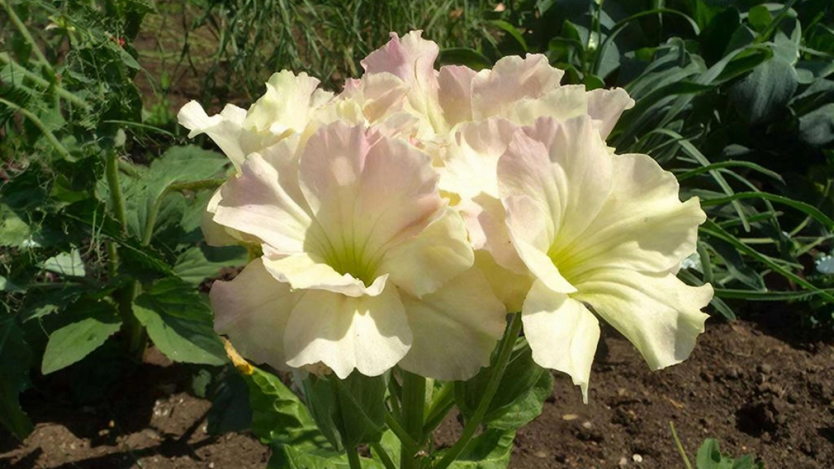 Петуния больше не в моде, нашла вариант лучше: многолетник, который не капризничает