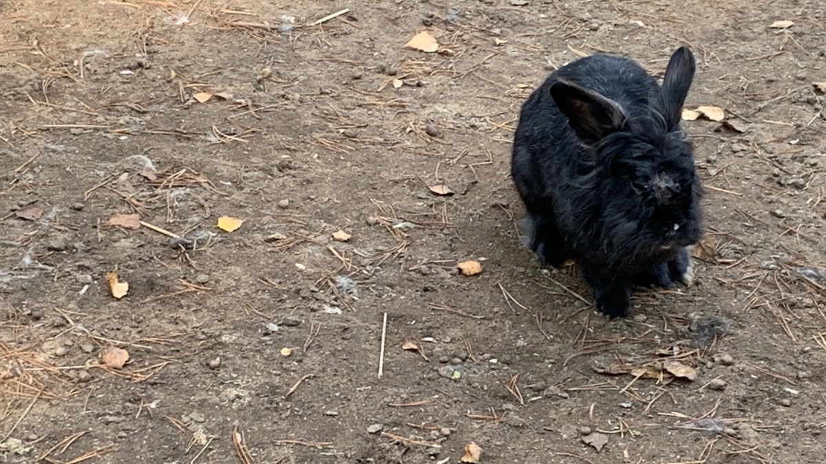 На жительницу Коми напал бешеный заяц