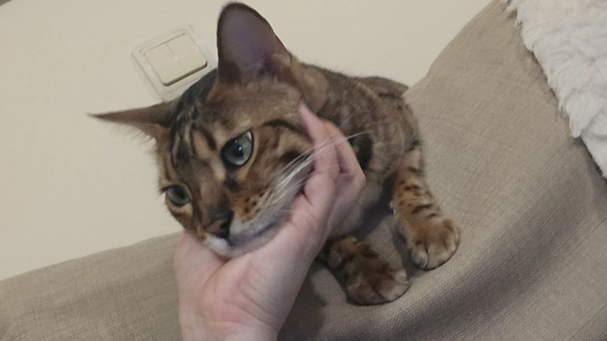 Кошка плачет, а мы и не догадываемся. Как понять, что питомцу действительно горько - запомните