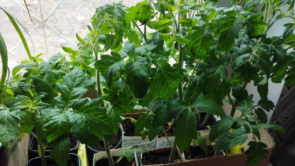 Кормлю рассаду томатов в конце марта "особой" бражкой: растет крепкой, здоровой с толстыми стеблями - да и приживается отлично