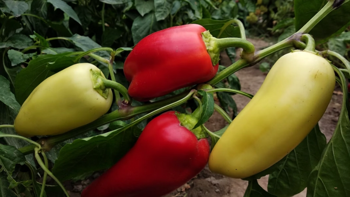 Болгарский перец вырастет сочным и мясистым: один простой приём для обильного урожая