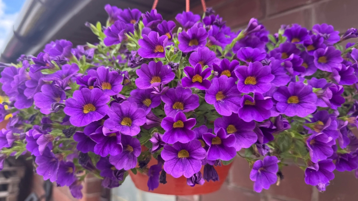 Петуния-капризуля больше не в моде: все дачники массово переходят на этот неприхотливый цветок-двойник