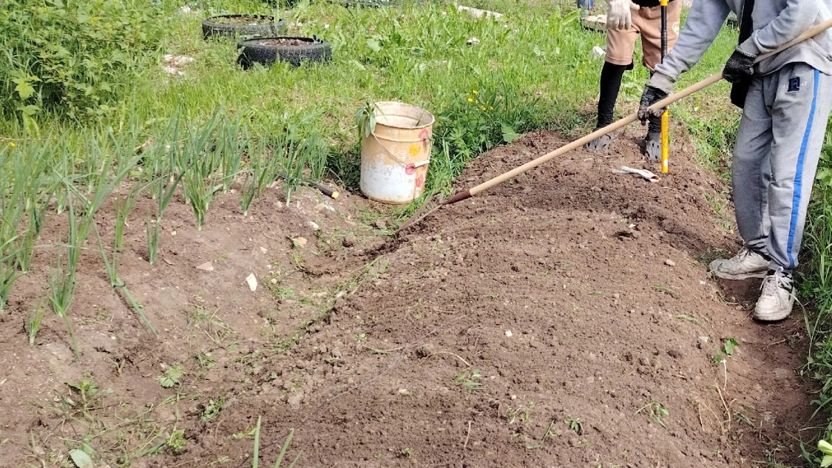 Не трачу время впустую как многие: 11 вещей, которые не нужно делать в огороде