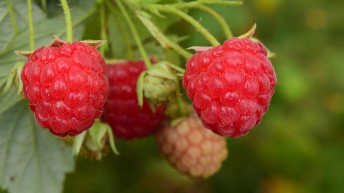 2 литра в конце марта под куст — и малина слаще мёда, крупнее сливы