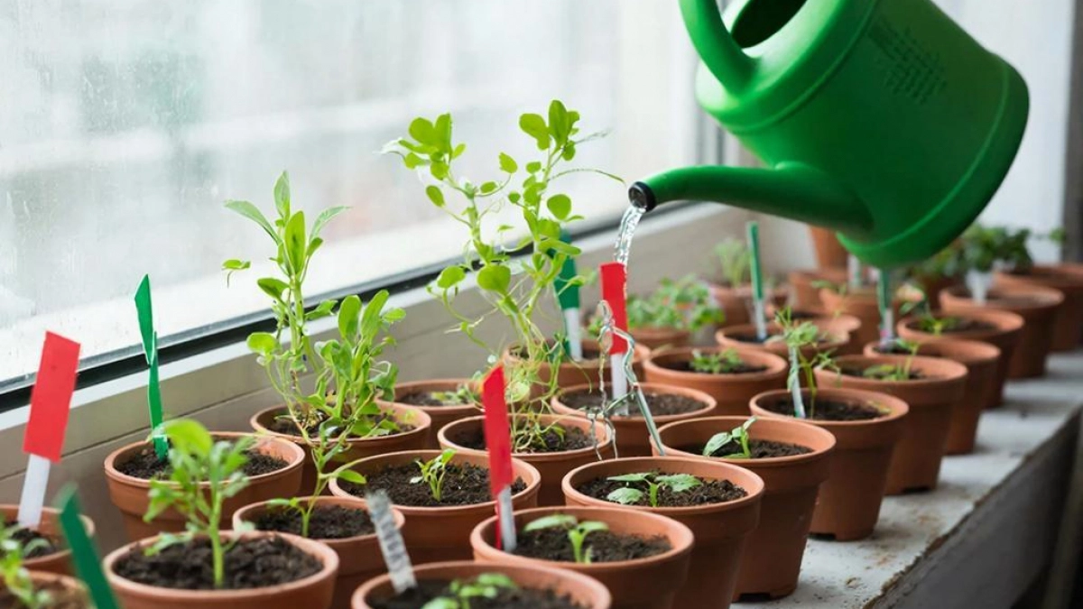 Всего одно правило полива — и рассада перестаёт падать: как найти ту самую «золотую середину», чтобы стебли не ломались и не гнили