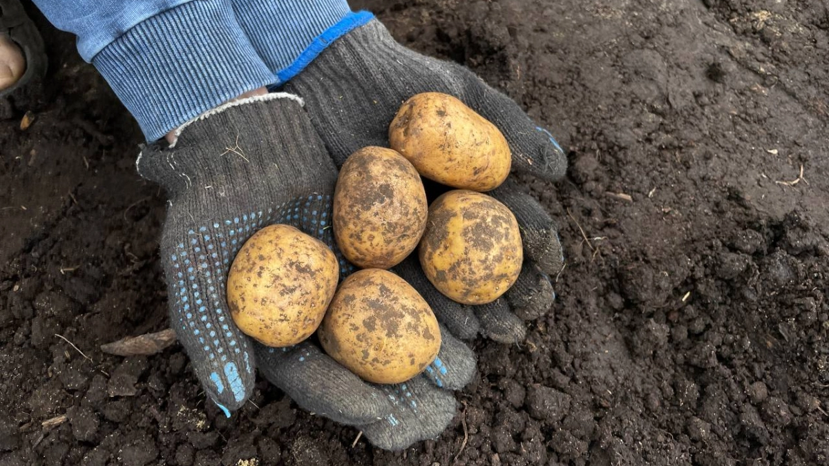 Нашла сорт картофеля, который растёт как на дрожжах: 48 тонн с гектара и всходы на 12-й день — теперь сажаю только его
