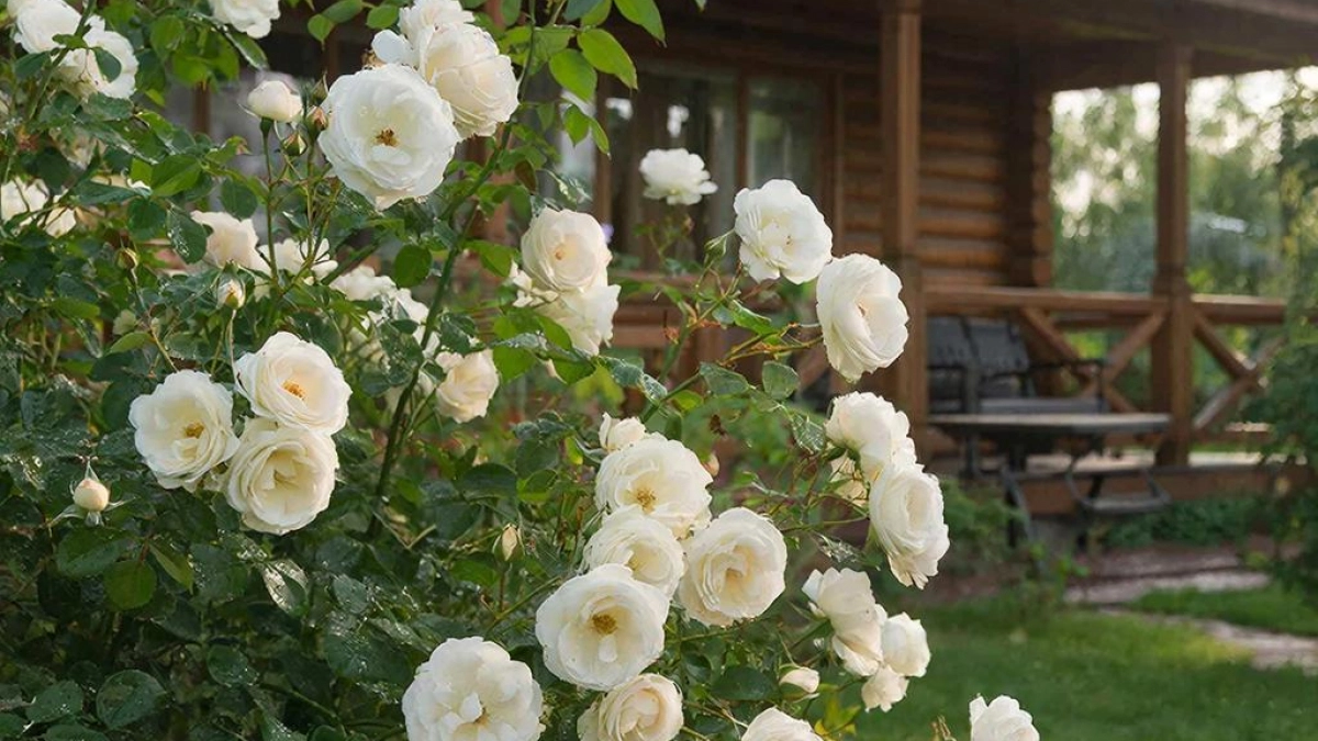 Забудьте про хилые кусты: эти 3 весенние подкормки заставят ваши розы взрываться бутонами всё лето - соседи обзавидуются