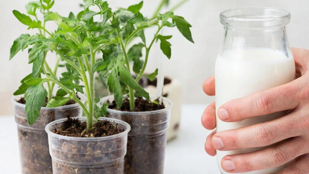 Томаты попёрли за 7 дней: стебли толще пальца, а я просто добавил в подкормку то, что все выбрасывают