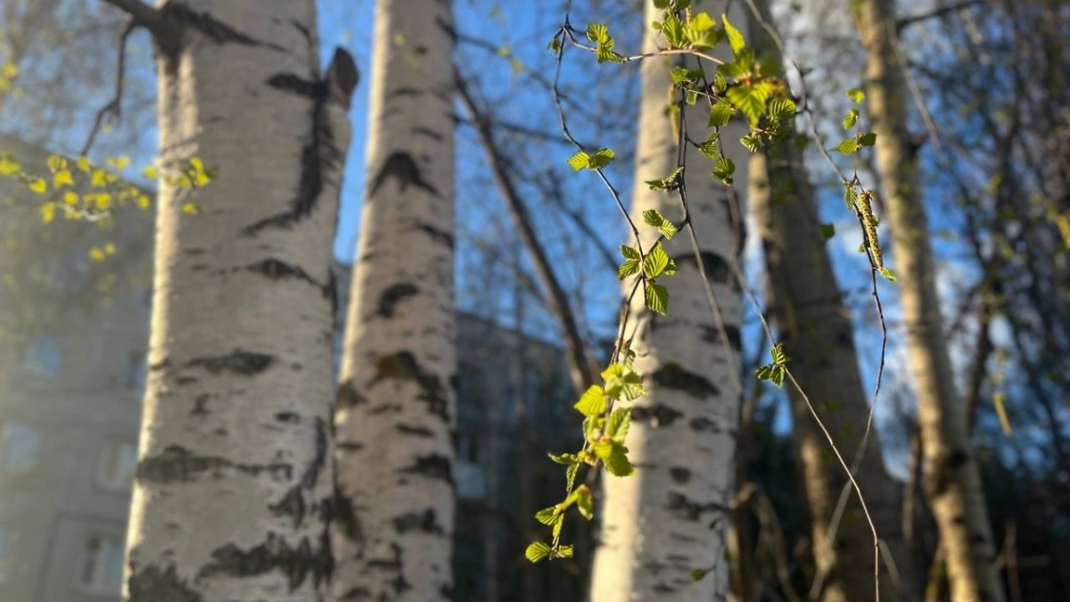 На этой неделе в столице Коми установили новый температурный рекорд