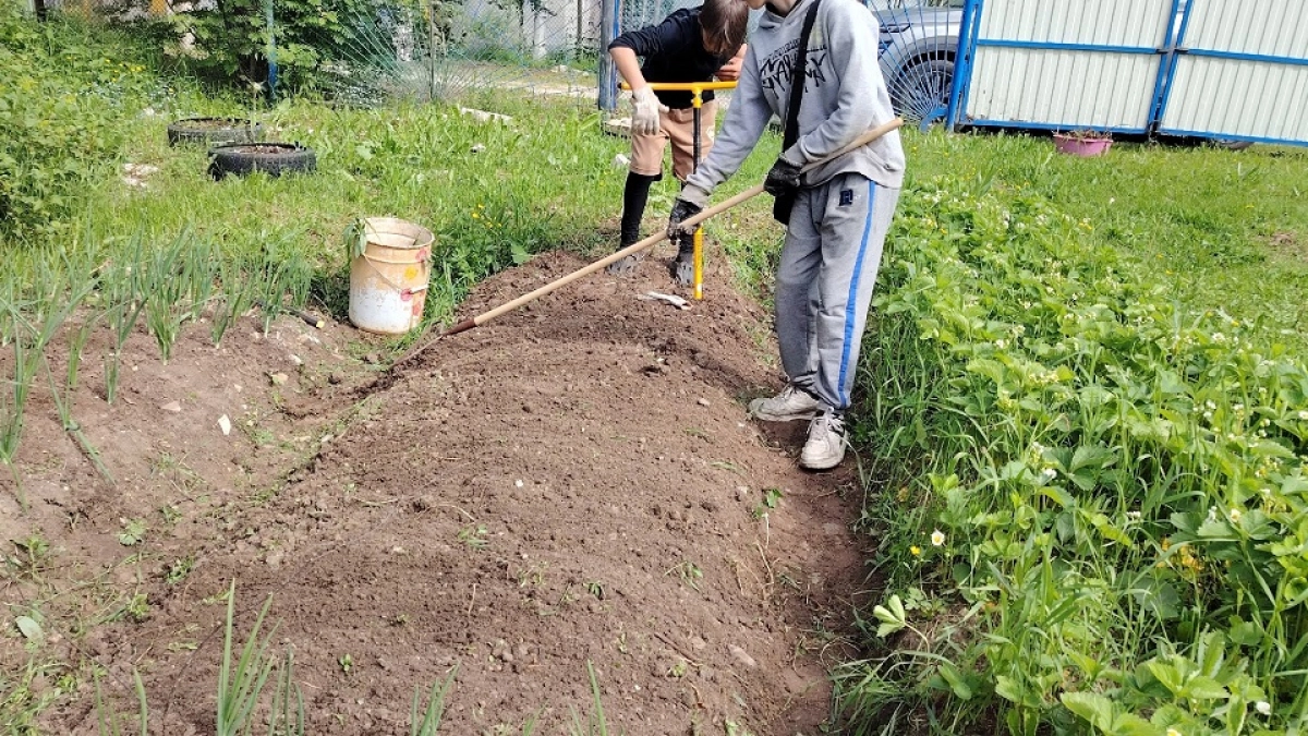 О чем молчит почва: 9 сорняков, которые укажут на ошибки в огороде - список