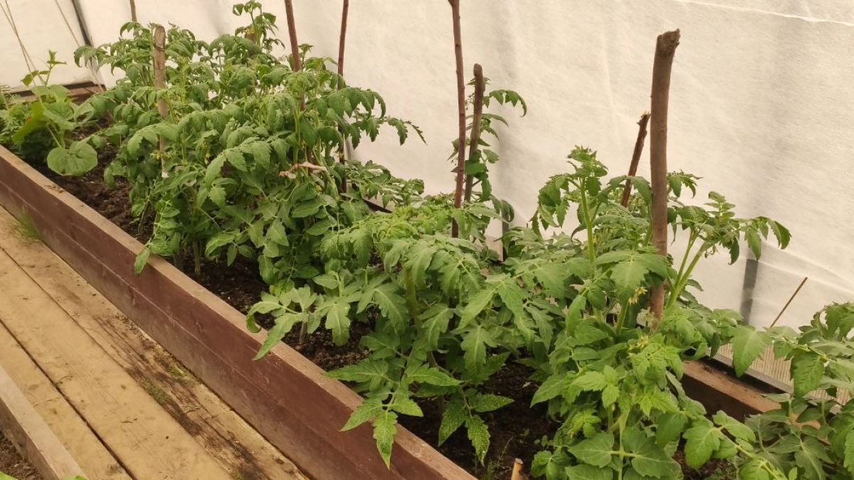 Помидоры мечтают об этом весной: 1 капля в 200 мл воды - стебли станут толще пальца