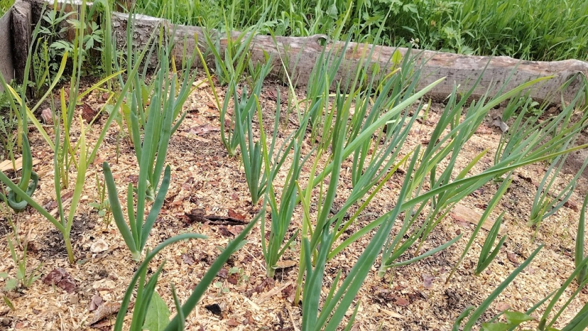 Не азот и не зола: вот что на самом деле делает лук крупным и сладким