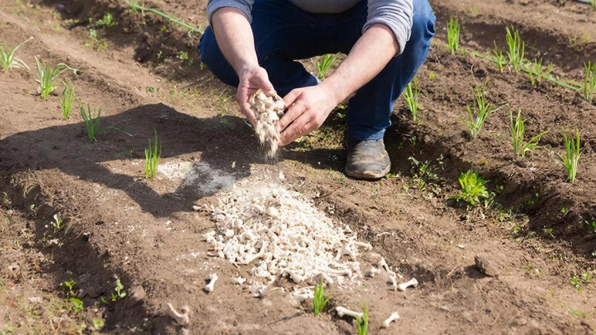Каждый год рассыпаю весной один порошок по всему участку и томаты, картофель, перец и баклажаны говорят - спасибо