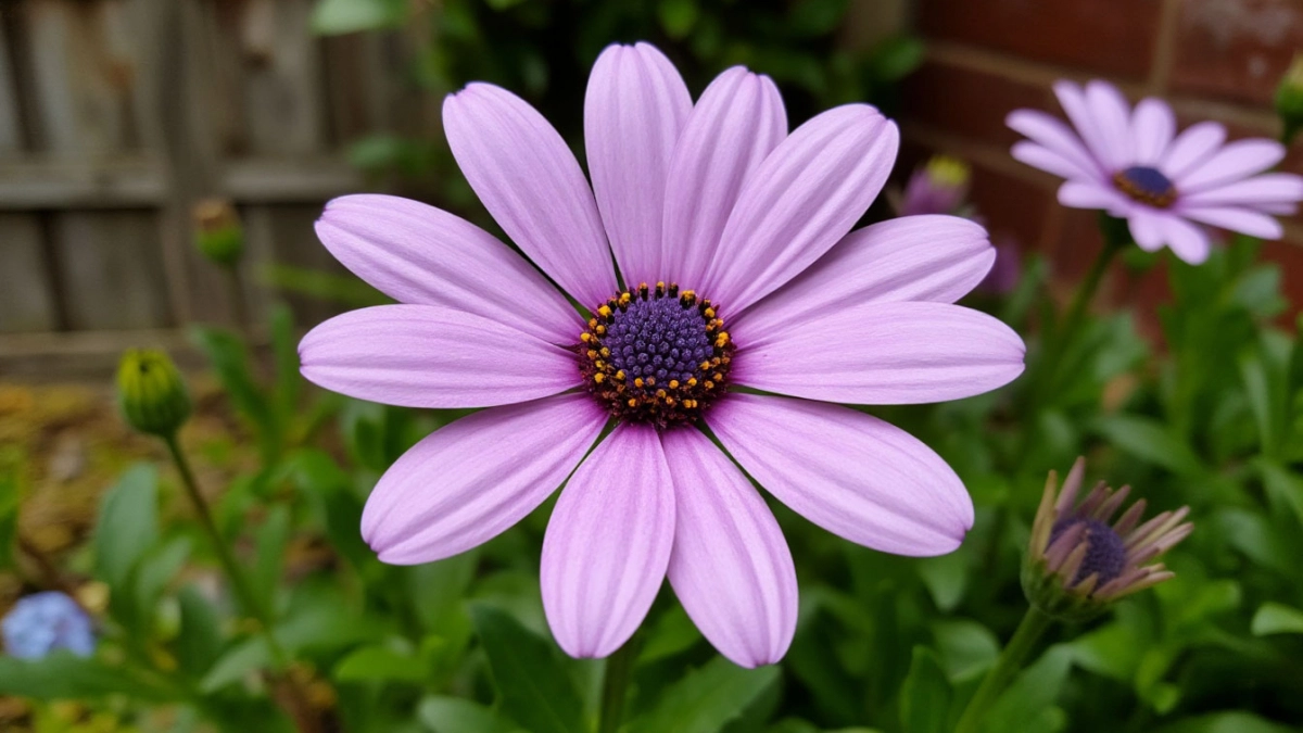 Бархатцы больше не в моде - в наши сады явился шикарный многолетник: радует все лето без остановки