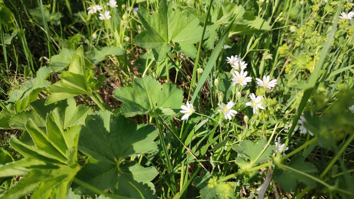 Два шага до лета: Вильфанд предупредил о крупном погодном сюрпризе в апреле