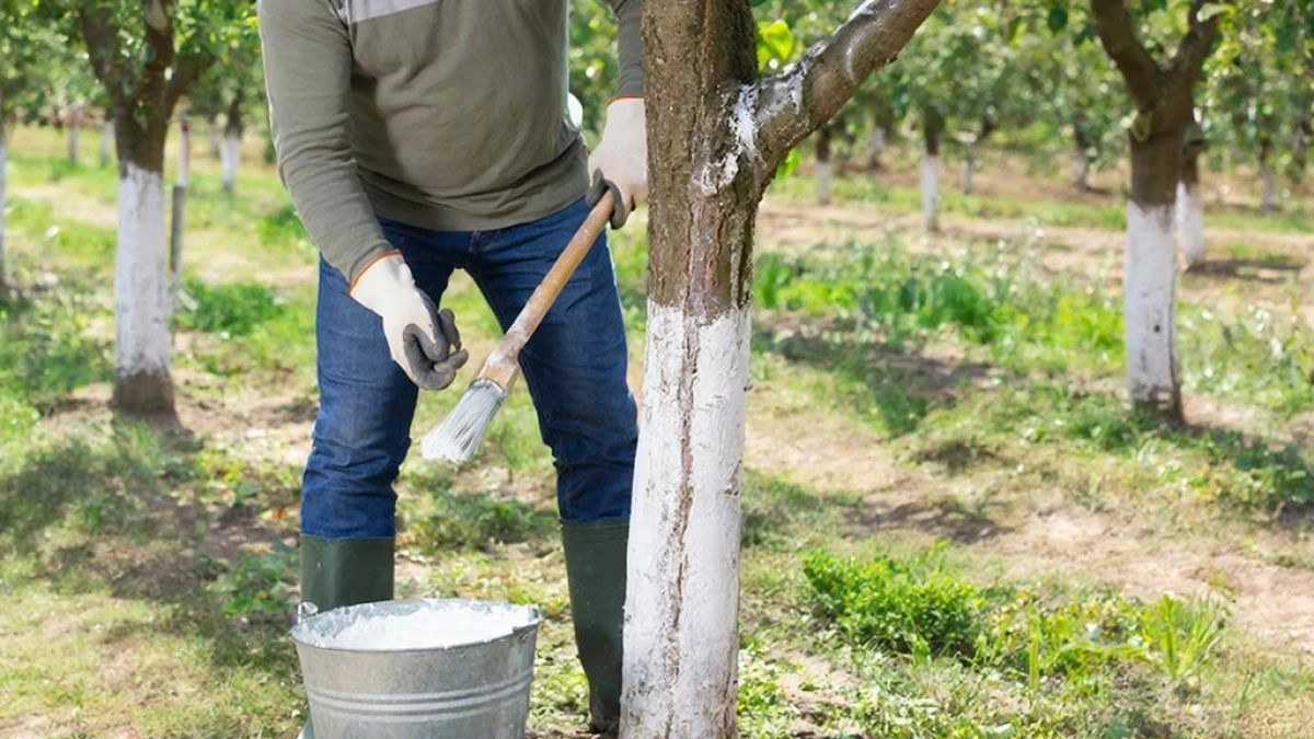 Если устали белить деревья весной: одно простое решение - и ваши саженцы будут крепкими и здоровыми до морозов