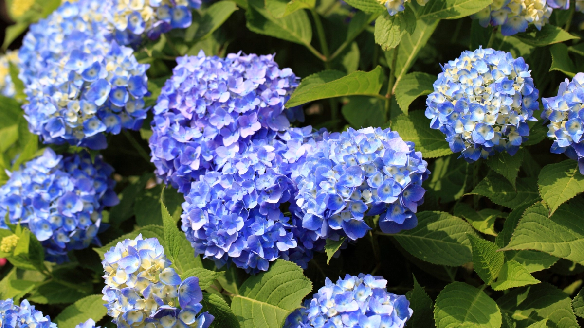 Делаю это с гортензией в апреле — и цветение, как с открытки: почему весенняя обрезка важнее, чем кажется