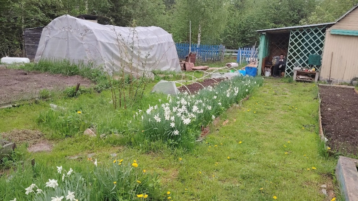 Избавляюсь от садовых муравьев одним средством за 27 рублей: соседи смеются над пшеном, а мой огород чистый уже 5 лет