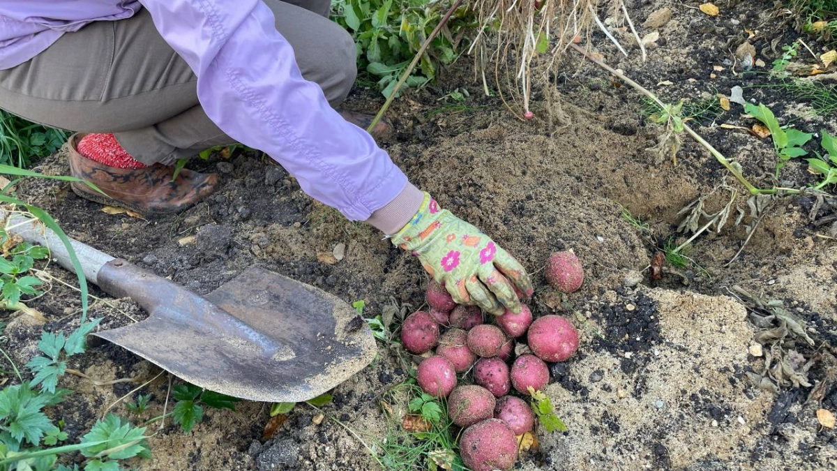 Когда сажать картофель в 2026 году: одна ошибка вдвое уменьшает урожай - а вы даже не замечаете