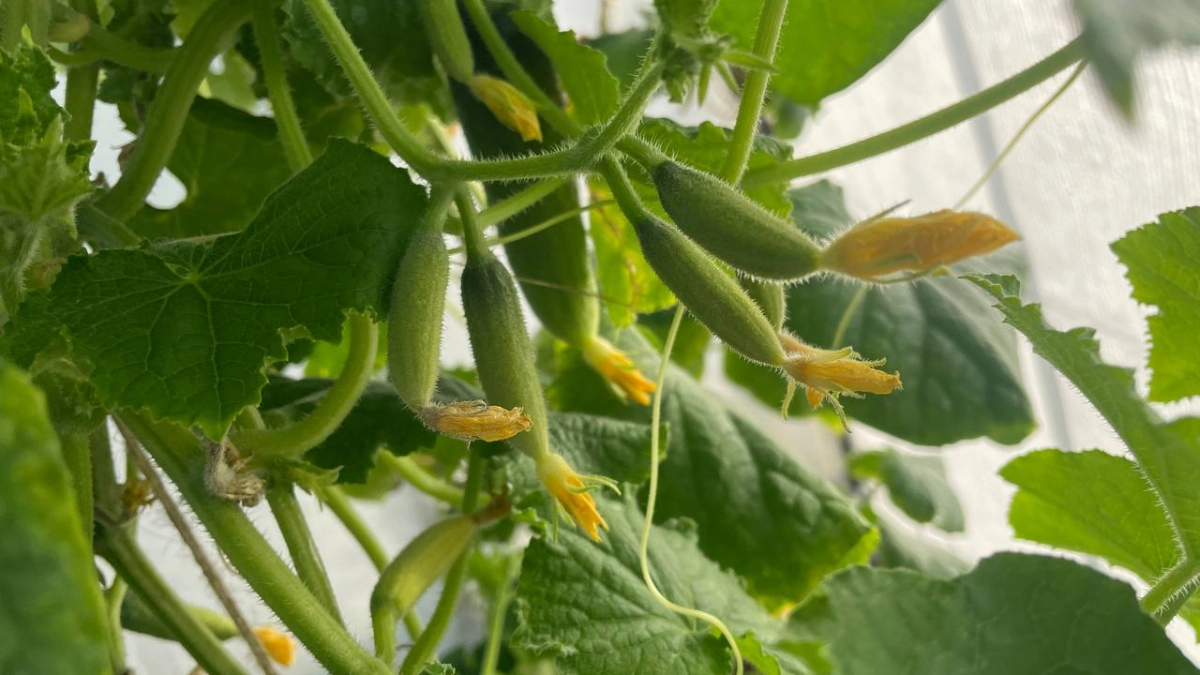 Бросаю 2 семечка в бутыль – и зовусь огуречным королём: урожай собираю ведрами благодаря яичной скорлупе