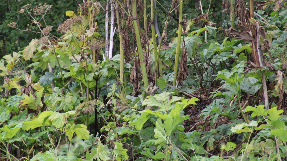 Штрафы за борщевик в Коми 2026: новый закон и правила, которые важно знать владельцам участков