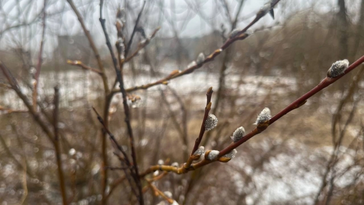 Резкое потепление накроет Коми 1 апреля