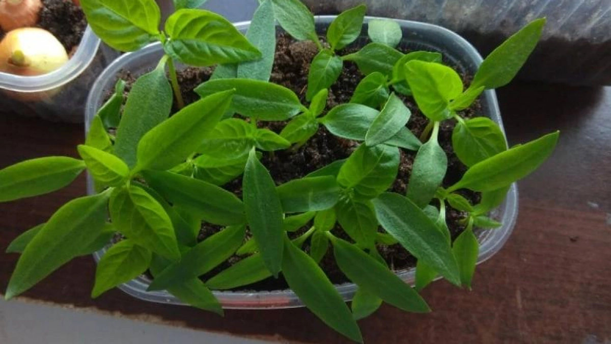 1 ложка под куст: рассада всегда мясистая и крепкая - фитолампу больше не включаю