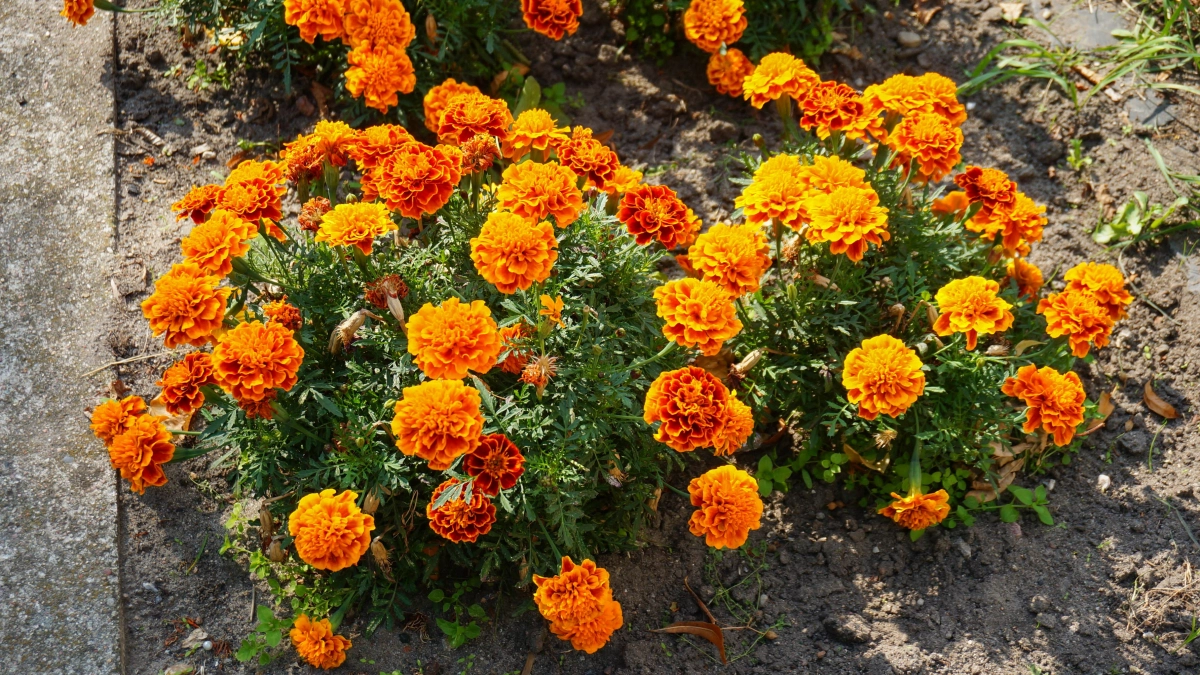 Не сажайте бархатцы где попало: 4 места на участке, где яркие цветы превратятся во врагов урожая