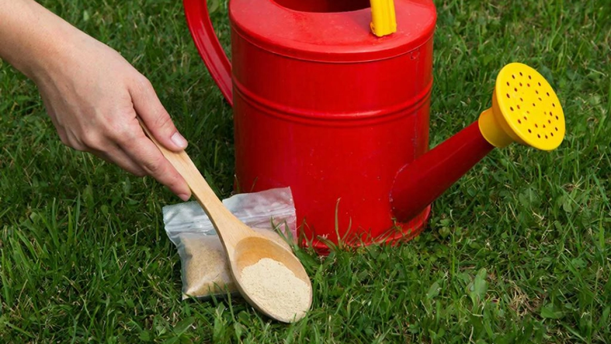 1 ложка на лейку — и огурцы растут как сумасшедшие. Плодоносят без остановки