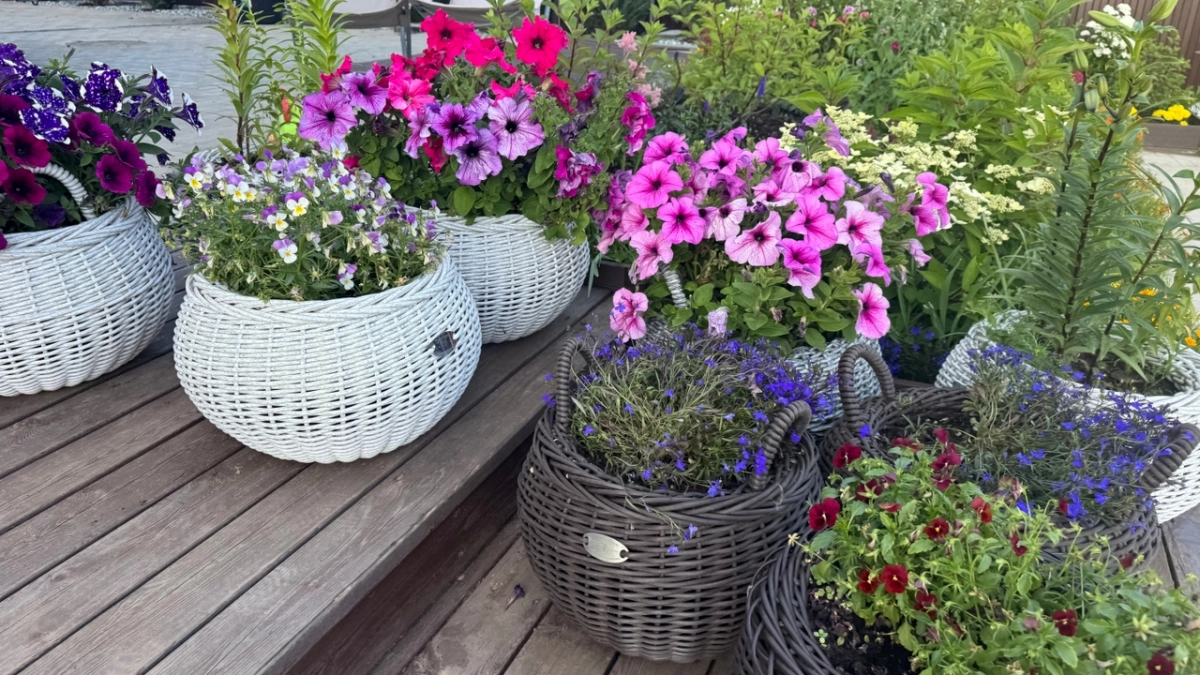 Нашла чем заменить лобелию и петунию: 7 цветов, которые создают пышные шапки