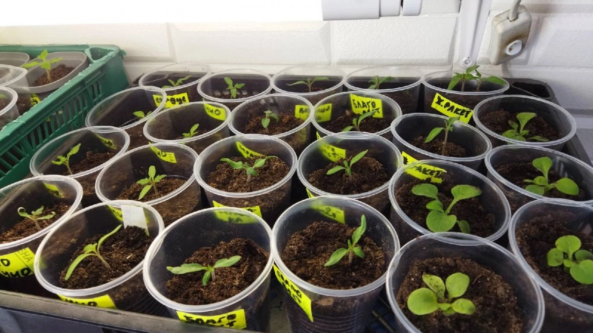 Рассада «кричит» о помощи: 3 верных признака, которые укажут, что ей плохо — причины и как исправить