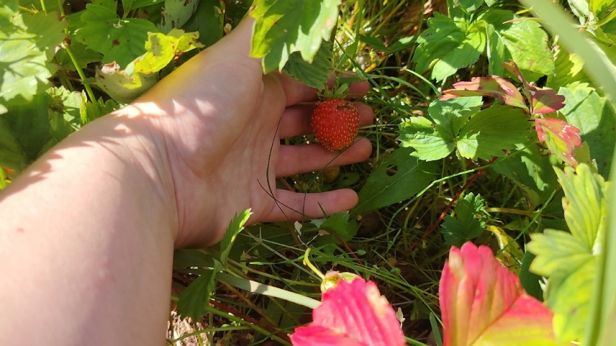 Сладкая формула для клубники: 2 ложки под корень со сходом снега — ягоды крупные, сочные, сахарный мед