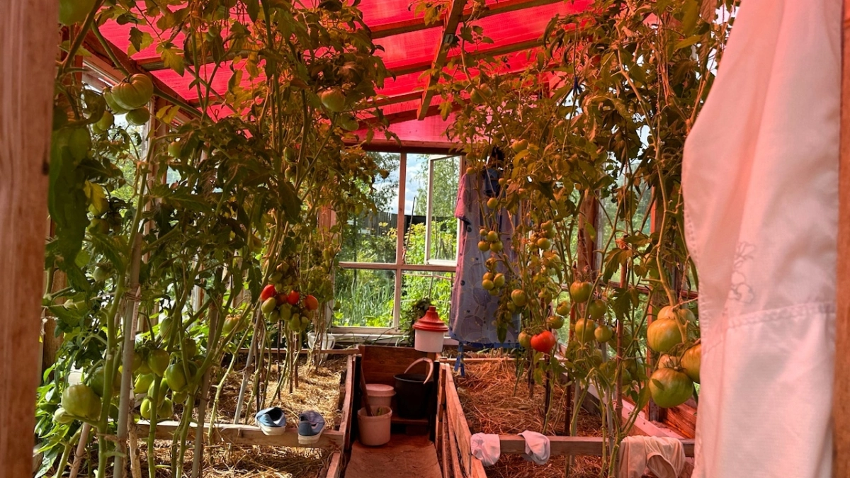 Россельхознадзор начал проверку тепличных комплексов в Коми