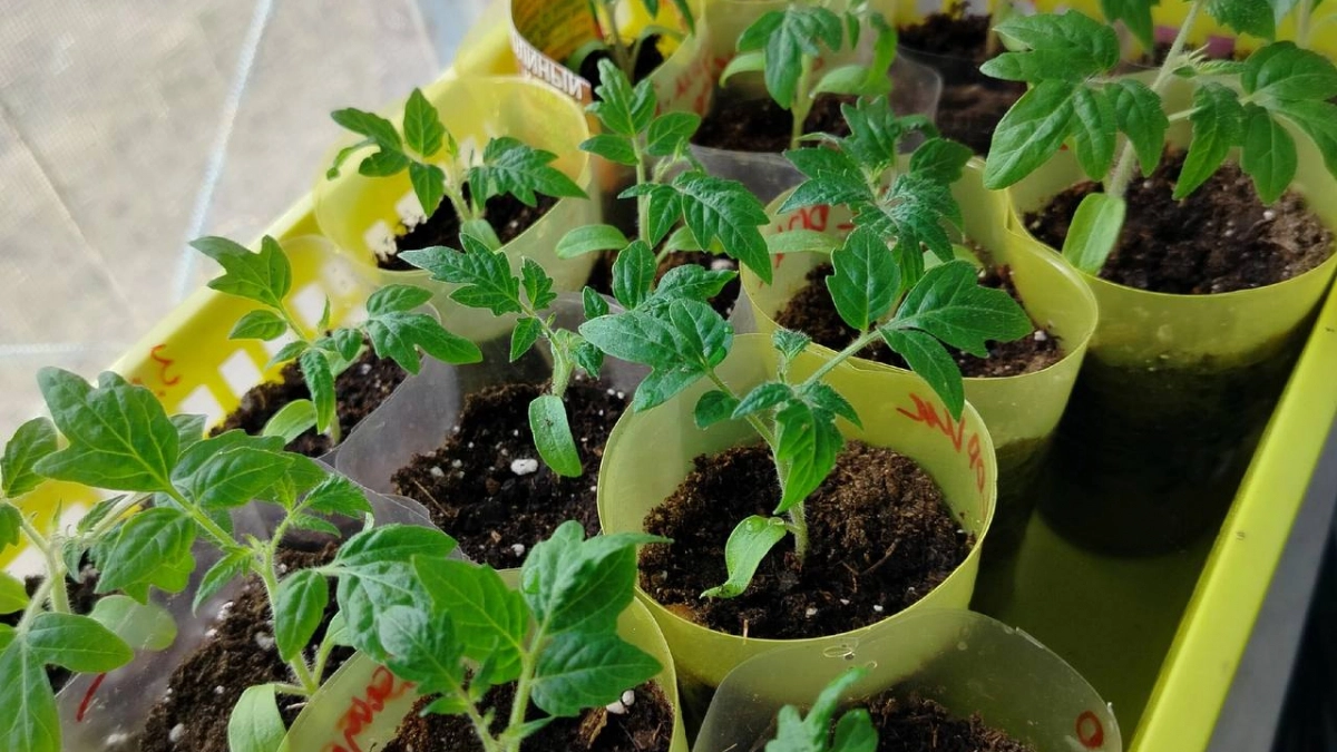 Была рассада-спичка — стала рассада-дубок: никакой химии, только правильные действия - рассказываю, что и когда делать