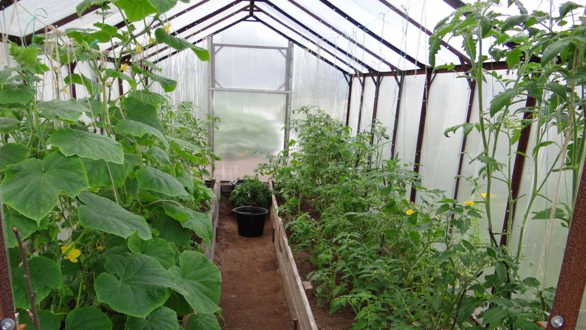 Больше не нужно ждать мая: 8 культур, которые можно посеять в теплице уже в апреле — урожай через месяц