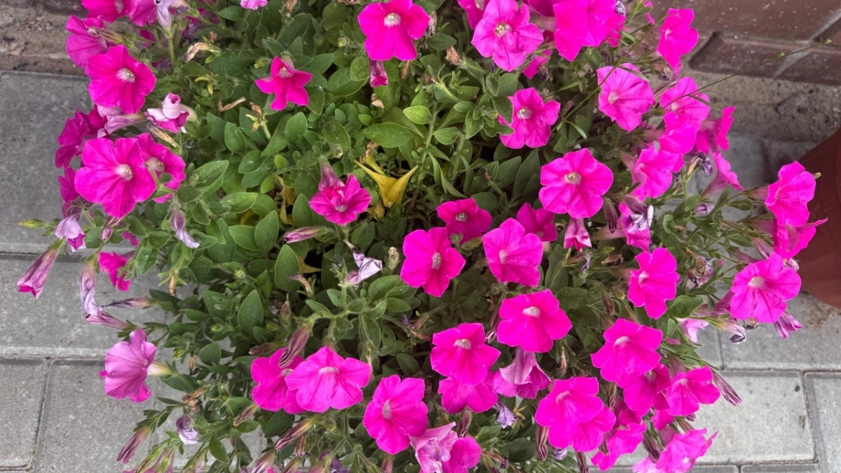 Не петунией единой: 13 шикарных растений, которые превратят кашпо в цветущий водопад - на зависть соседей