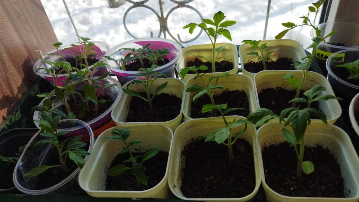 Больше не чахнет: нашла главный секрет крепкой рассады помидоров и перца на окне