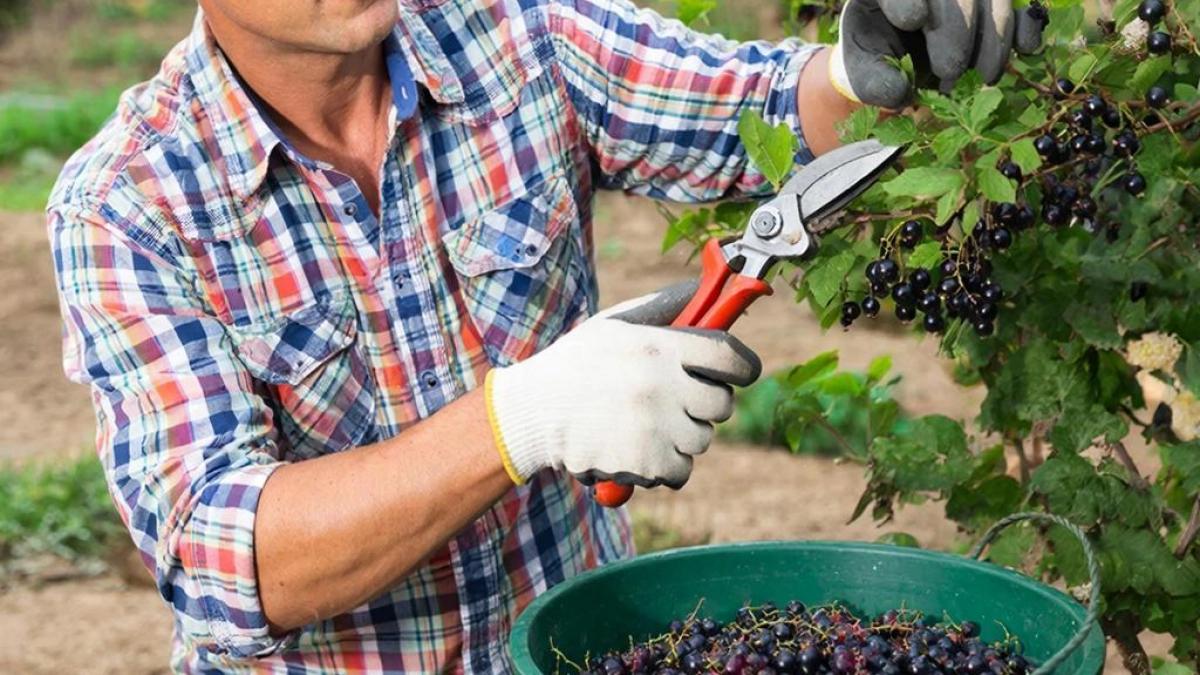 Сделал обрезание в апреле — и смородина разродилась так, что тазика не хватает: метод работает уже 2 десятилетия