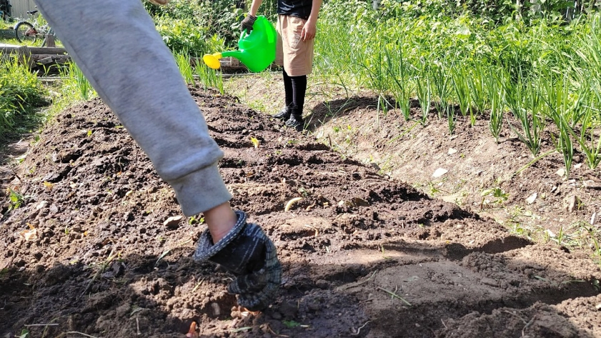 Обычные грядки больше не в тренде: что выбирают опытные дачники в 2026м - удобнее и экологичнее